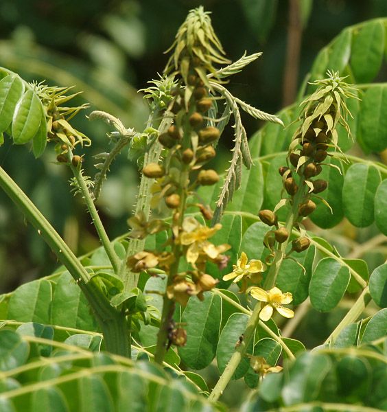 File:Caesalpinia bonduc flowers W IMG 6707.jpg