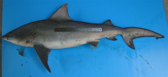 File:Carcharhinus amboinensis ranong.jpg