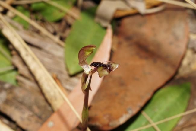 File:Chiloglottis platyptera.jpg