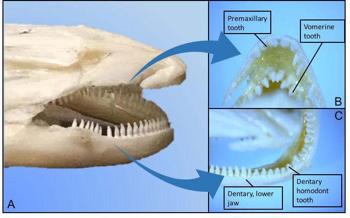 File:Composite photo of mudpuppy mouth.jpg