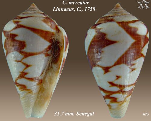 File:Conus mercator 4.jpg