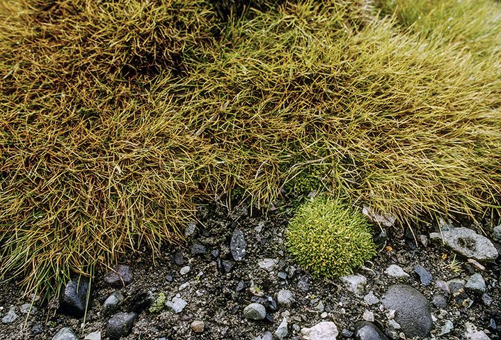 File:Deschampsia antarctica and Colobanthus quitensis.jpg