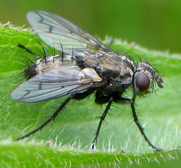 File:Diptera-Tachinidae-Ramonda-spathulata-201205160180.JPG