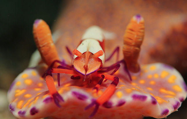 File:Emperor Shrimp (Periclimenes imperator).png