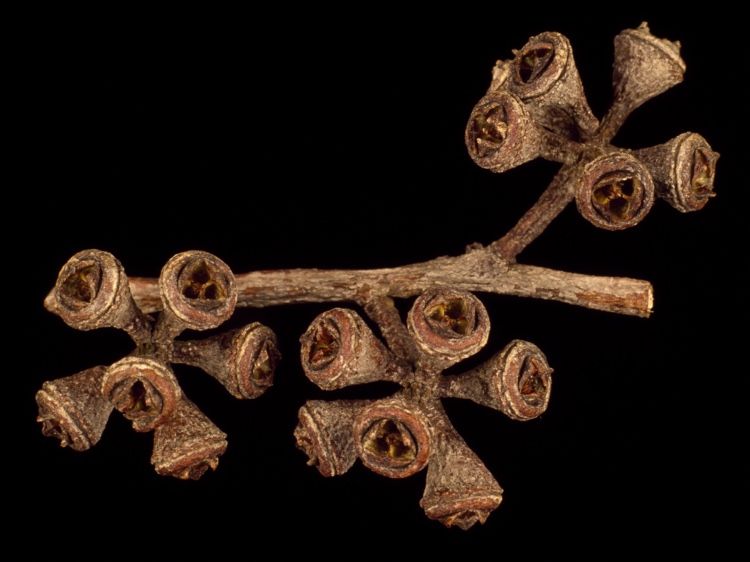 File:Eucalyptus camphora subsp. camphora fruit.jpg