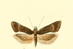 File:Filatima spurcella.jpg