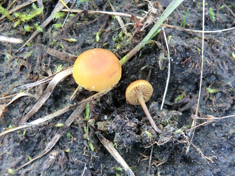 File:Gymnopilus fulgens 492278.jpg