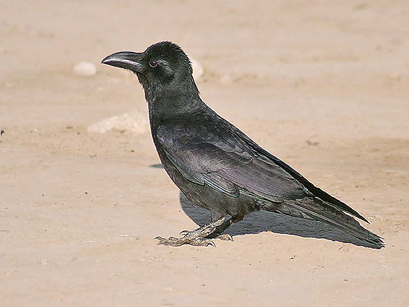 File:Indian Jungle Crow I3-Bharatpur IMG 8466.jpg