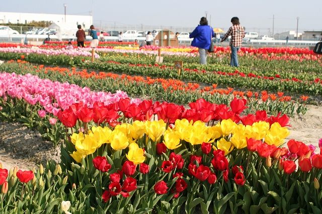 File:Kitajima Tulip Park 01.jpg