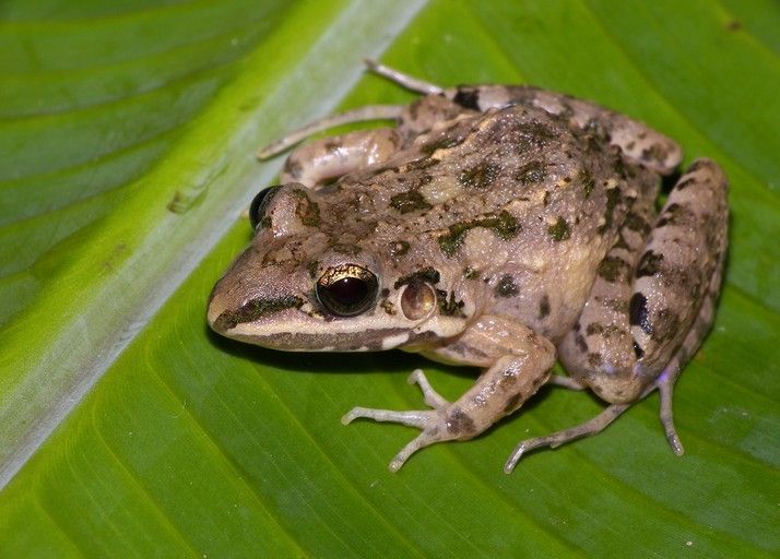 File:Leptodactylus fragilis01.jpg