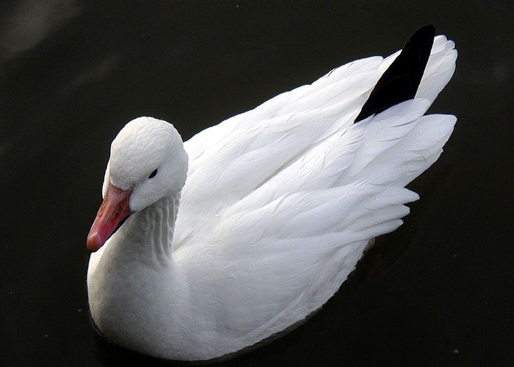 File:Lesser.snow.goose.white.arp.750pix.jpg