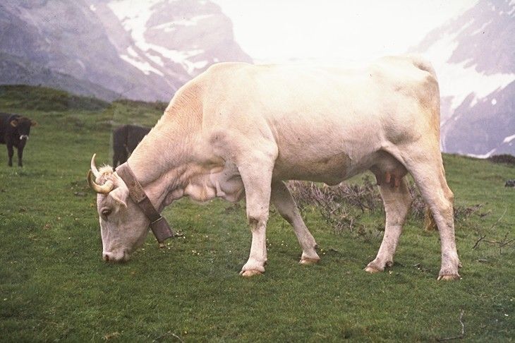 File:Lourdaise dans Pyrénées.jpg