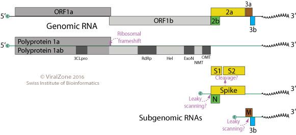 File:Mesonivirus genome.jpg