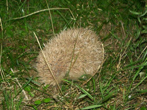 File:Milton blonde hedgehog.jpg