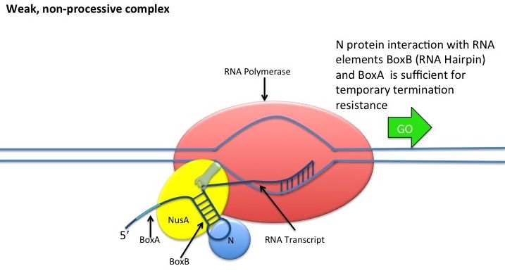 File:Nantitermination1.jpg