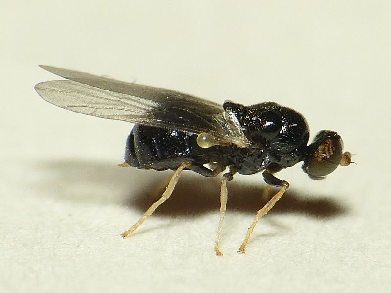 File:Neopachygaster meromelas.jpg