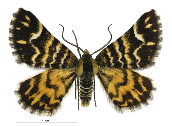 File:Notoreas simplex male.jpg