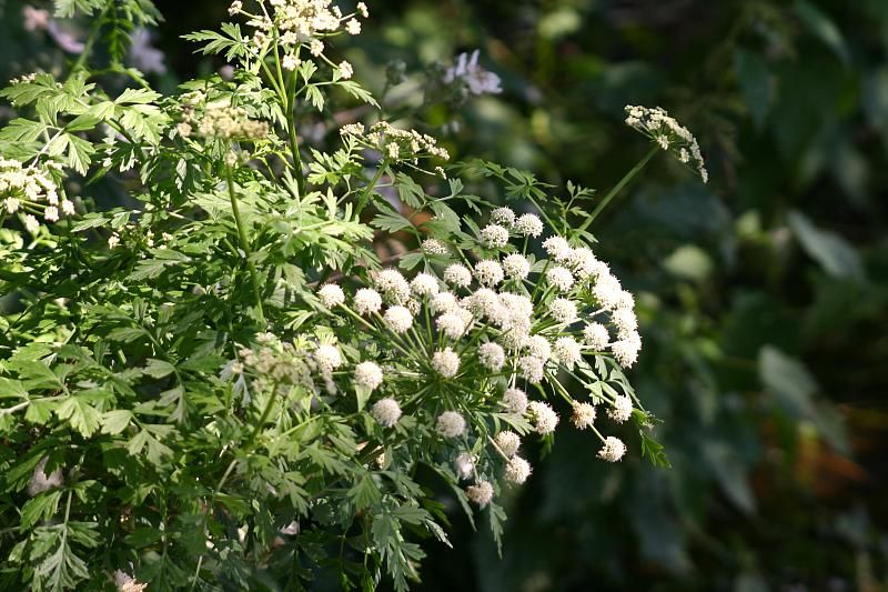 File:Oenanthe crocata LeaValley.jpg