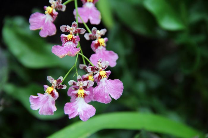 File:Oncidium - flower view 01.jpg