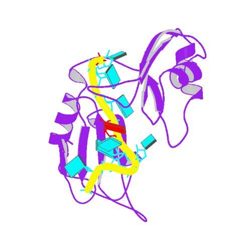 File:PBB Protein ELAVL4 image.jpg