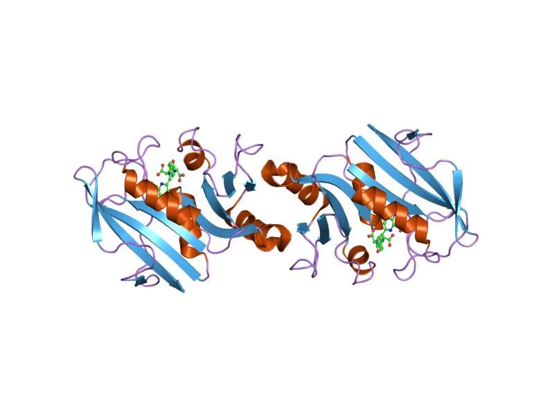 File:PDB 1dhf EBI.jpg