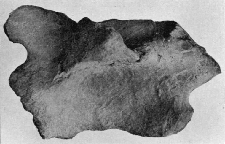 File:Paleorhinus bransoni ilium Lees.jpg