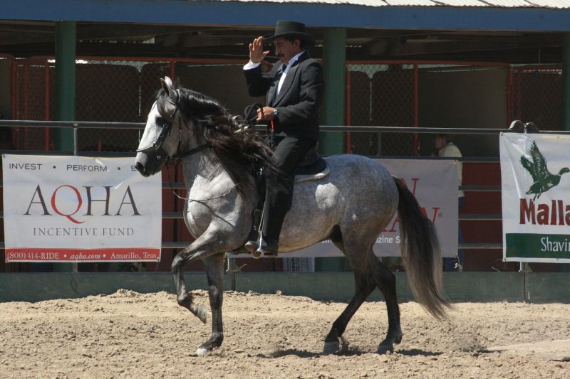 File:Paso Fino performing classic fino1.jpg