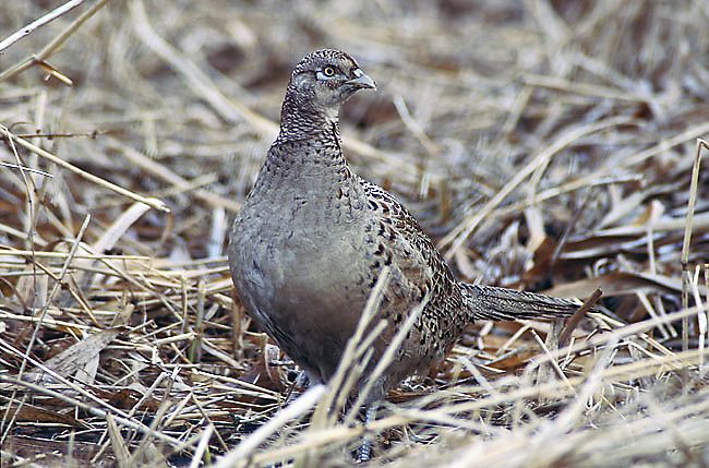 File:Phasianus colchicus 1 (Marek Szczepanek).jpg