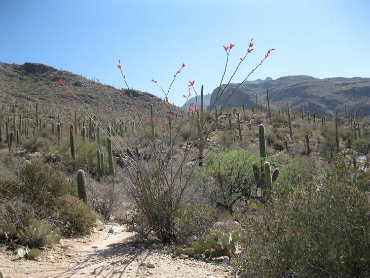 File:Pima Canyon Approach.JPG