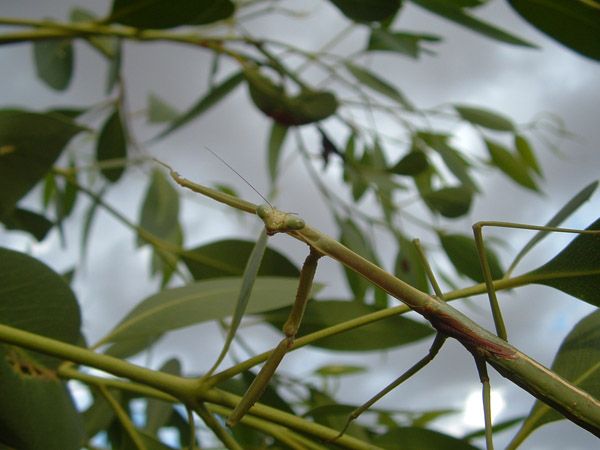 File:Praying mantis on a gum tree.jpg