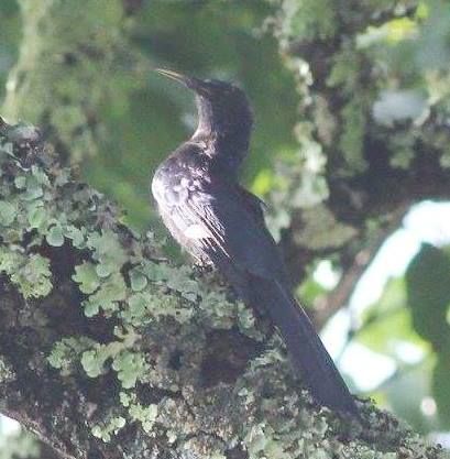 File:Rhinopomastus aterrimus anchietae, Cuanavale-rivier, Birding Weto, b.jpg