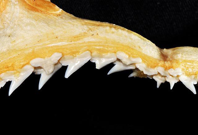 File:Sphyrna tudes upper teeth.jpg