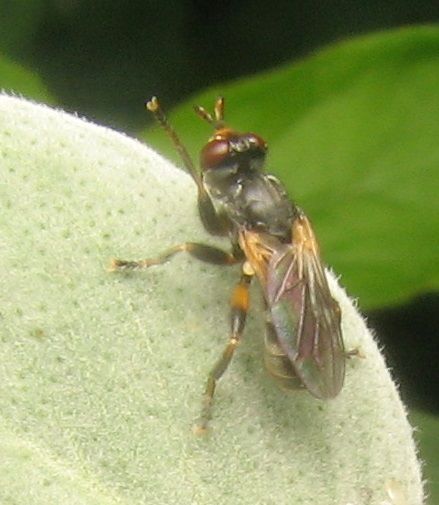 File:Thecophora.jpg