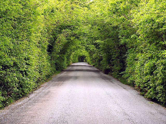 File:Tree Tunnel - geograph.org.uk - 14600.jpg