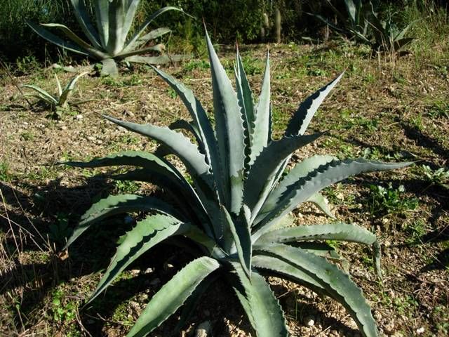 File:Agave sobria subsp. frailensis.jpg