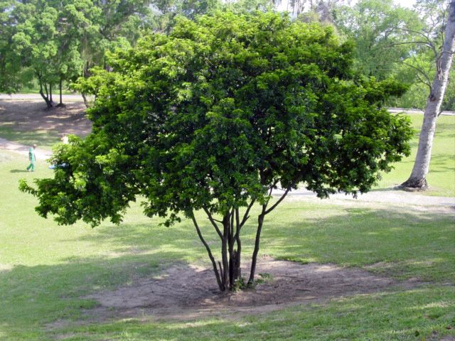 File:Caesalpinia echinata-museu.jpg