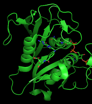 Human DHFR with bound dihydrofolate and NADPH