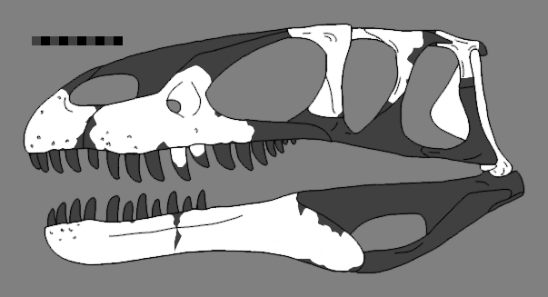 File:Eustreptospondylus reconstructed skull.png