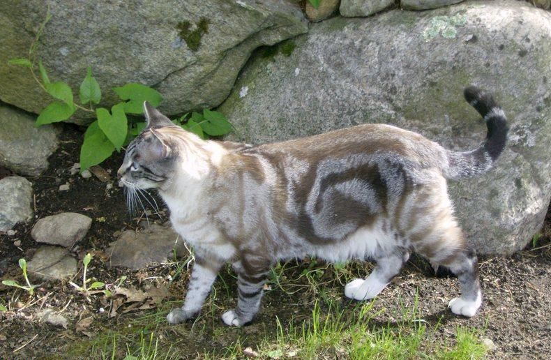 File:Grey classic tabby.jpg