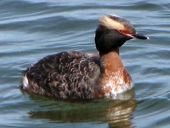 File:Horned Grebe - Podiceps auritus.jpg