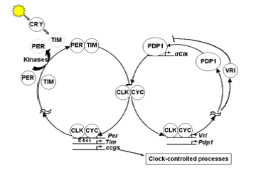 File:Interlocked molecular feedback loops in Drosophila melanogaster.png