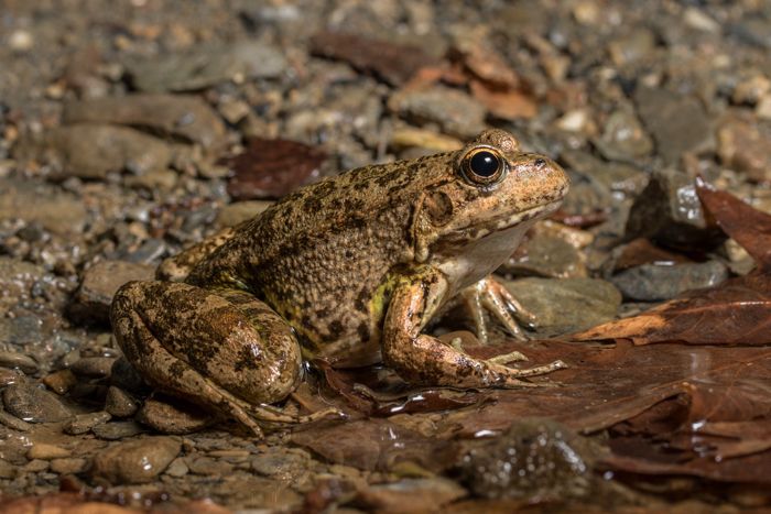 File:K.Kalaentzis - Pelophylax cretensis, Crete.jpg