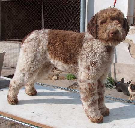 File:Lagotto Romagnolo.jpg