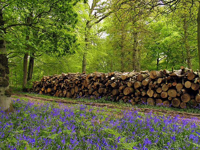 File:Long Copse - geograph.org.uk - 8762.jpg