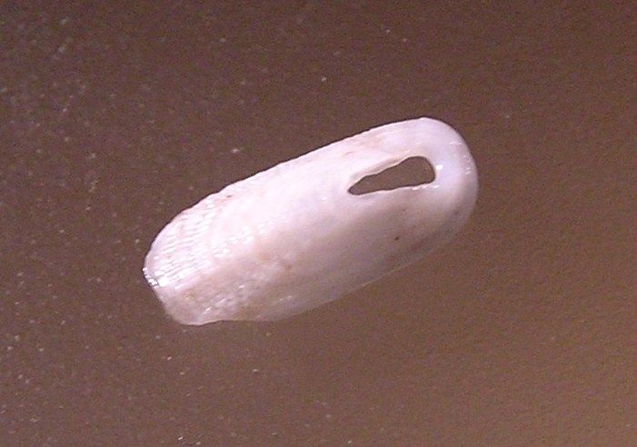 File:Macrochisma munita 002.jpg