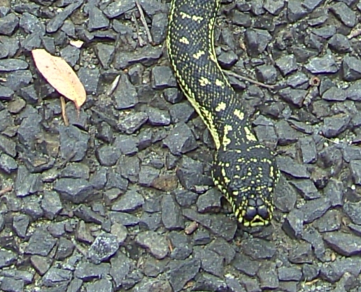 File:Morelia spilota spilota - adult head.png