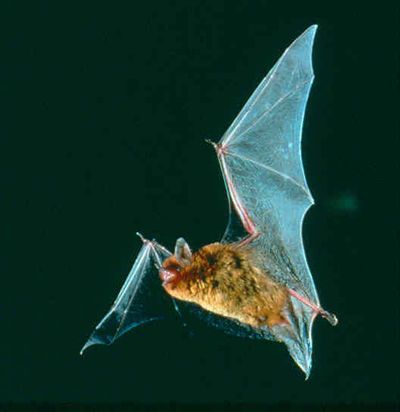 File:Myotis austroriparius 2.jpg