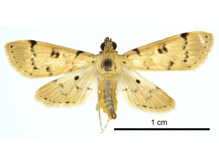 File:Nacoleia octasema.jpg