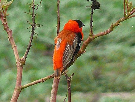 File:Northern red bishop cropped.jpg