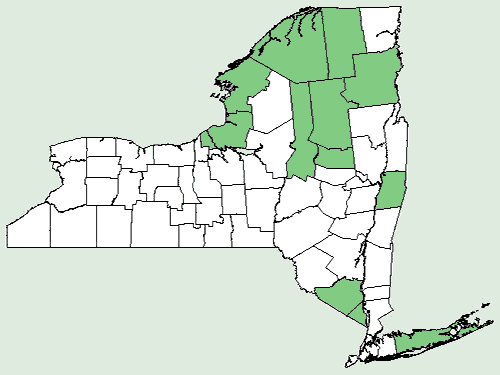 File:Nymphoides cordata NY-dist-map.png